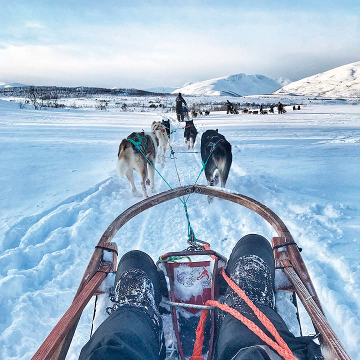 Arctic dogsledding experience 